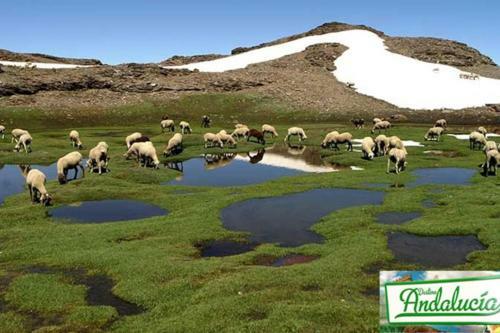 Apartamento Bonito Estudio Parque Nacional De Sierra Nevada