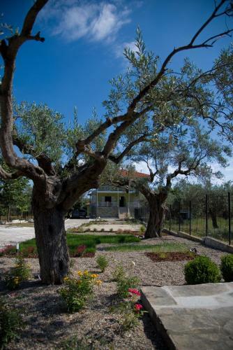 Apartamento Olivegrove House