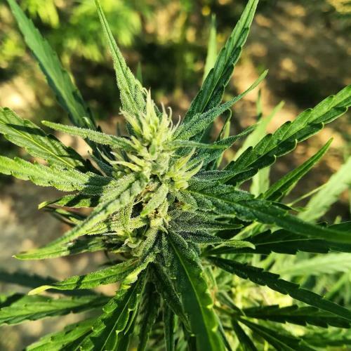 Agriturismo La Taverna