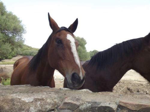 Bed & Breakfast Il Vecchio Ginepro