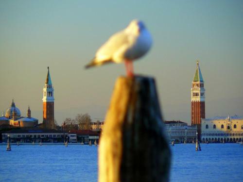Hostal Villa Venice Movie
