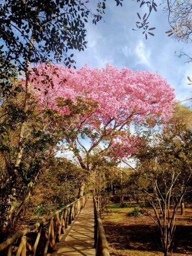 Hotel Pantanal Jungle Lodge