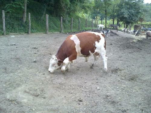 Agroturismo Bosco Romagno
