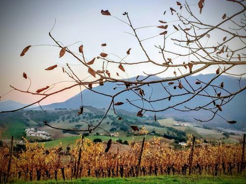 Hotel Tenuta Grimaldi Wine Resort
