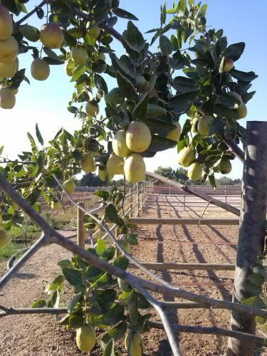 Agroturismo Masseria Suc�a