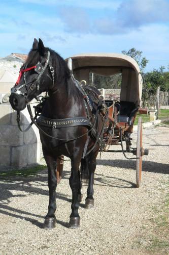 Agroturismo Masseria Suc�a