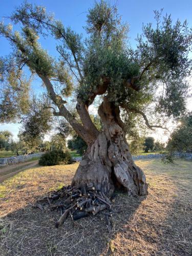 Bed & Breakfast Masseria Guendalina