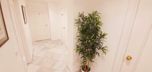 Hostal Fan Rooms Duquesa