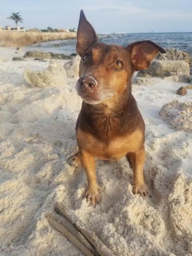 Apartamento Kas Oleifi Rust En Ruimte