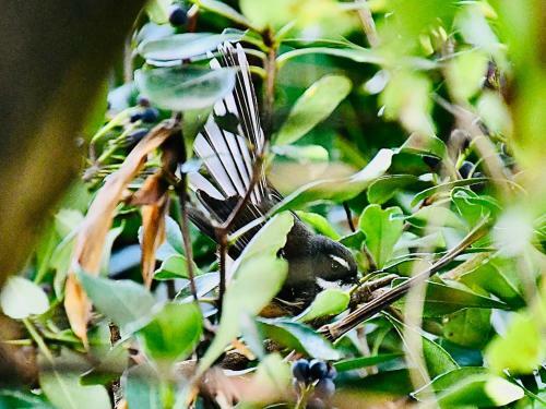 Bed & Breakfast Birdsong Devonport