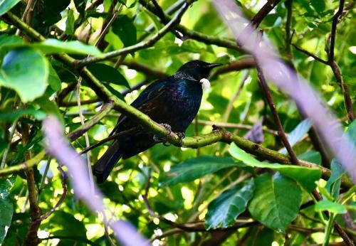 Bed & Breakfast Birdsong Devonport