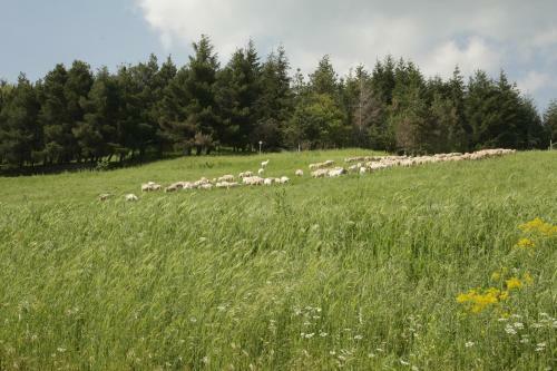 Agroturismo Country House Villa Delle Rose