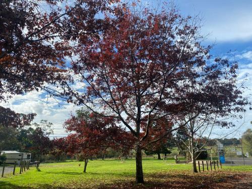 Forrest Holiday Park