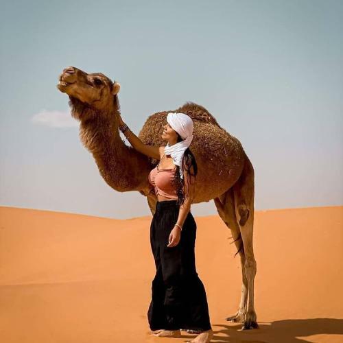 Merzouga Camp & Camel