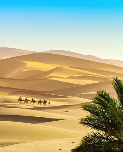 Merzouga Camp & Camel