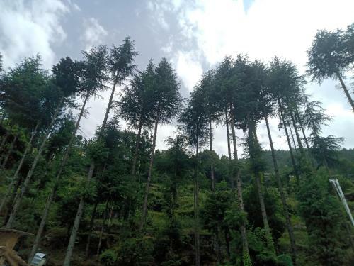 Nanda Devi Home Stay Auli Road