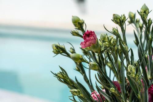 Lovely Renovated Villa With Pool, Up To 9 Persons