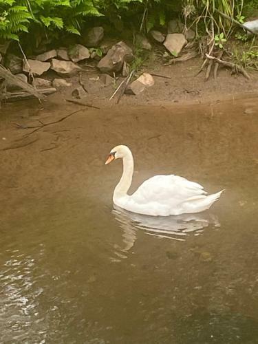 Riverbank Cottage Lake District River Ehan