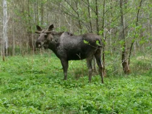 Ecopark Halle-hunneberg, Varg�n