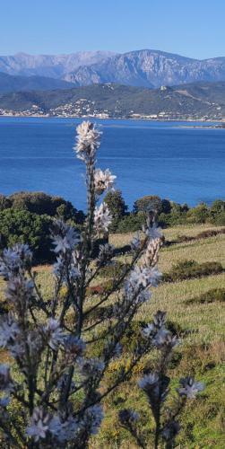 Apartment Liscia Sea Views