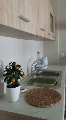 Toucan Apartment City Center Zakynthos