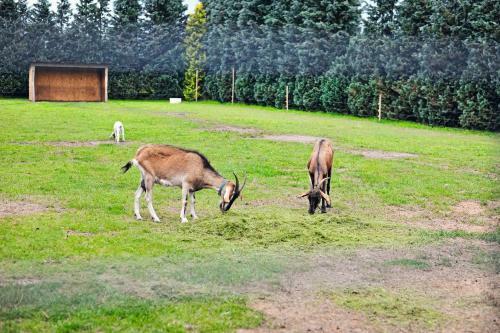 Agroturismo Farma Serock