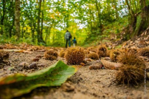 Forestplage, G�te Chaleureux Entre For�t Et Plage