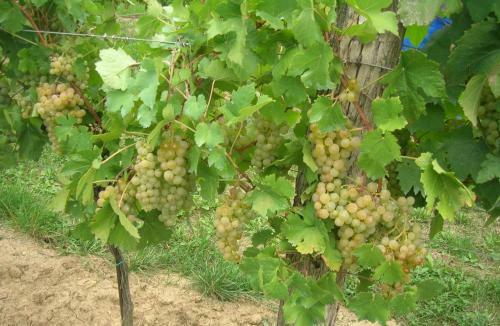 Agroturismo Weinbauernhof Vier Jahreszeiten