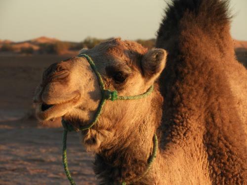 Hostal Hotel Kasbah Caravane