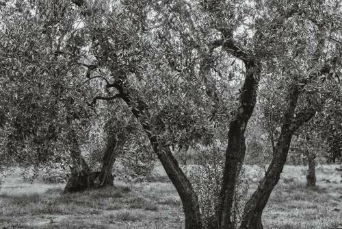 Podere Le Cortine