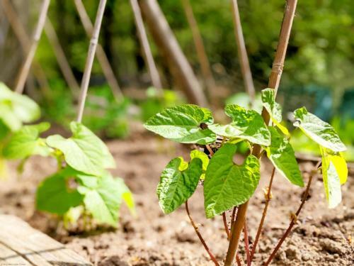 Little Russets - Horsham