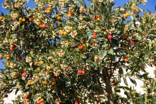 Agroturismo Masseria Lilei