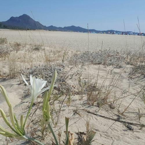 Villa Mimosa 300 Mt. Dal Mare 2 P.l.+2 Aggiuntivi