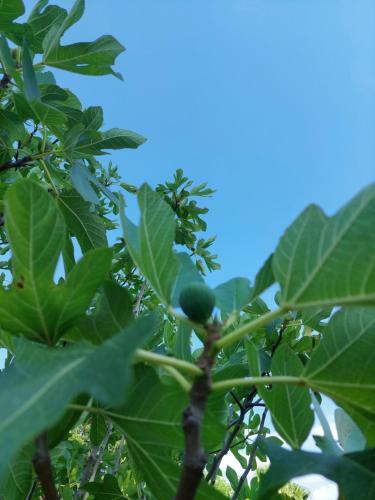 Bed & Breakfast Villa Piersepp