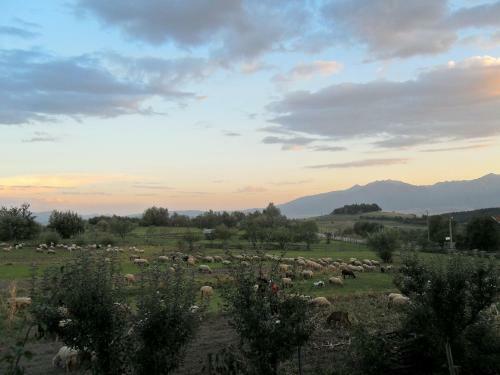 Hostal Guest House Vasil