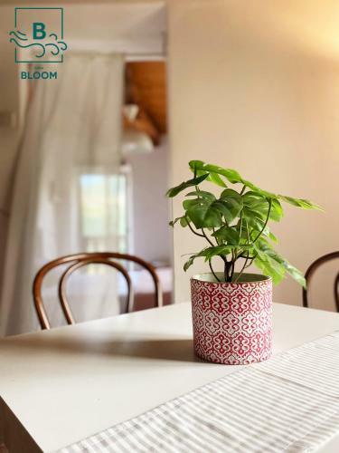 Apartamento Casa Bloom