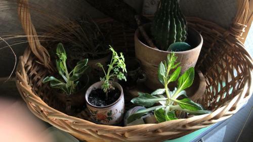 Bed & Breakfast Artemisia Forest