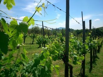 Agroturismo Agriturismo Borgodoro