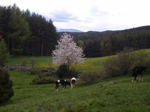Agroturismo Schartnerhof
