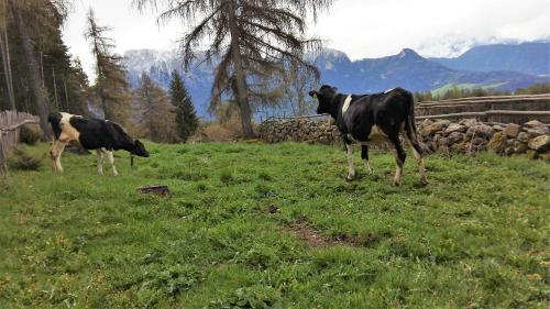 Agroturismo Schartnerhof