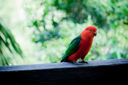 Lodge Mt Glorious Getaways