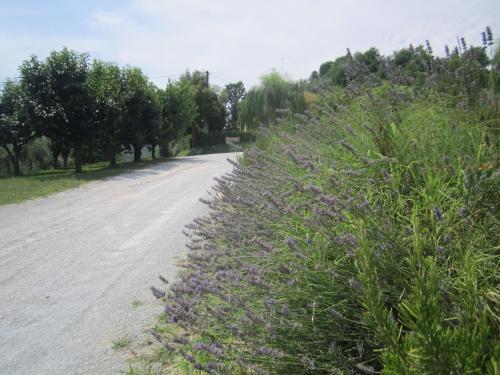 Agroturismo Le Spighe Agriturismo
