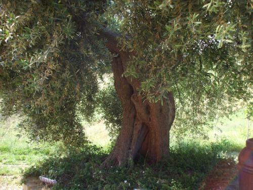 Agroturismo Agriturismo Il Borgo Degli Ulivi