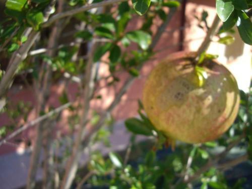 Agroturismo Agriturismo Il Borgo Degli Ulivi