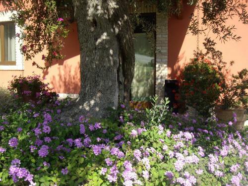 Agroturismo Agriturismo Il Borgo Degli Ulivi