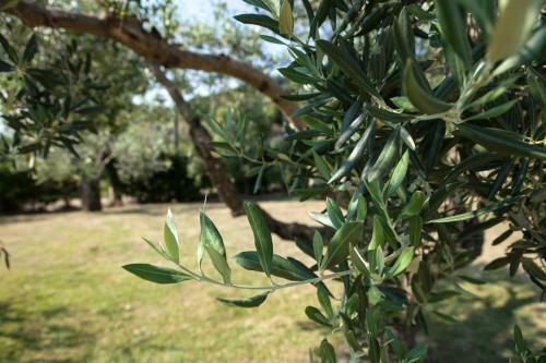 Agroturismo Agriturismo La Molara