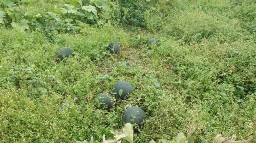 Gospodarstwo Agroturystyczne ,,przy Siole''