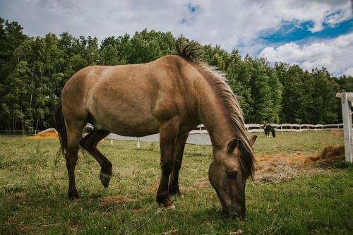 Agroturismo Le?ny Dworek