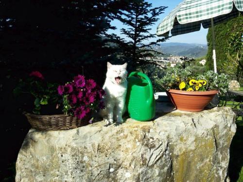 Bed & Breakfast Country Room Il Moro