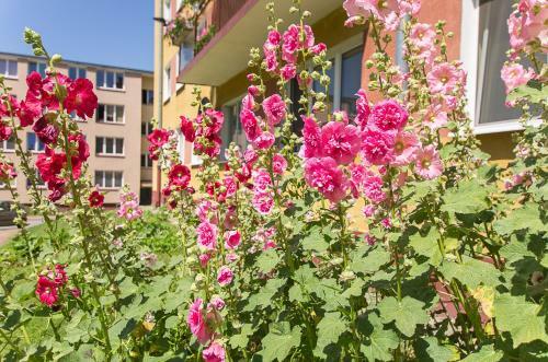 Apartament Mickiewicza